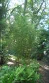 Spectabilis Yellow Groove Bamboo